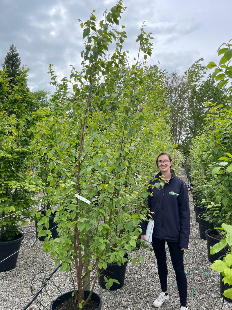 Betula Papyrifera Multi Stem 200/250cm 55 Litre Pot