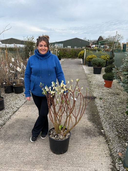 Edgeworthia Grandiflora 20 Litre Pot 60/80cm Tall