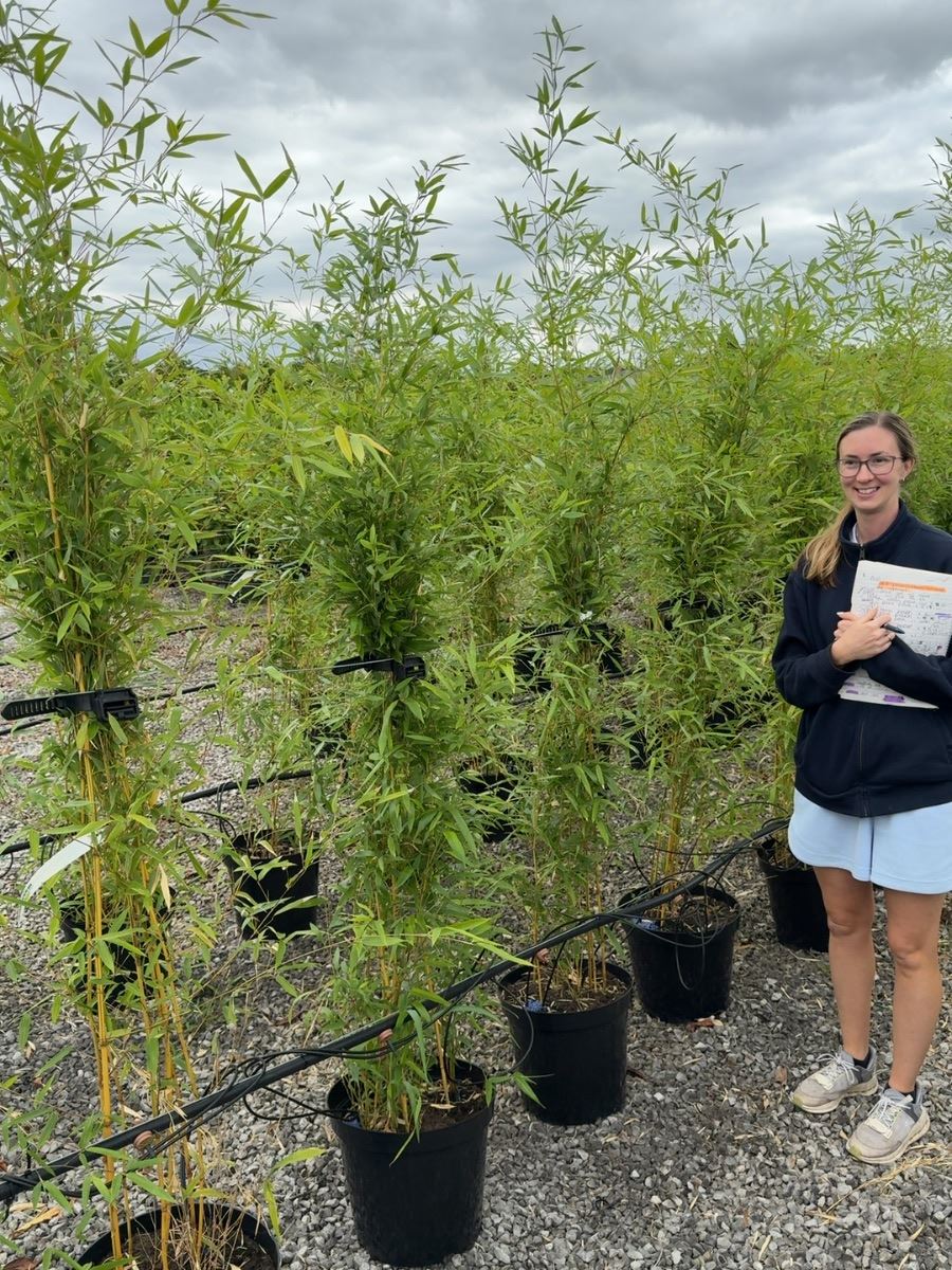 Bamboo Phyllostachys Aureosulcata Spectabilis 160-200cm 15 Litre Pot