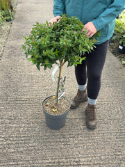 Viburnum Tinus 1/4 Standard 10 Litre Pot 50cm Stem
