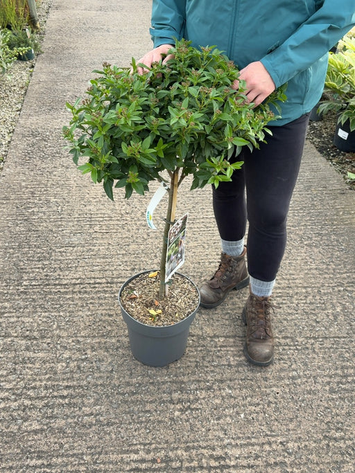 Viburnum Tinus 1/4 Standard 10 Litre Pot 50cm Stem