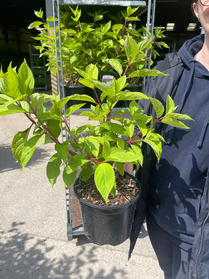 Hydrangea paniculata Phantom 3 Litre Pot