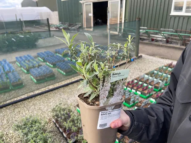 Buddleja davidii White Profusion 11cm Pot