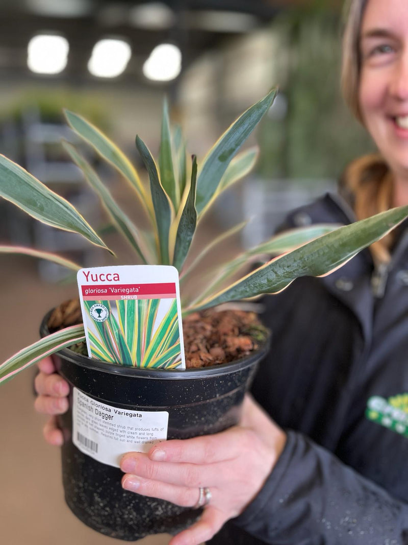 Yucca Gloriosa Variegata 3 Litre Pot