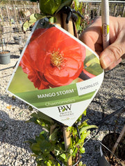 Chaenomeles speciosa Mango Storm 12 Litre Pot 100/25cm