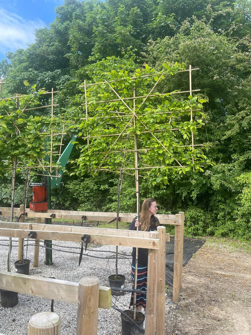 Carpinus B. Pleached 180cm Stem 120cm x 150cm Sold as a Trio