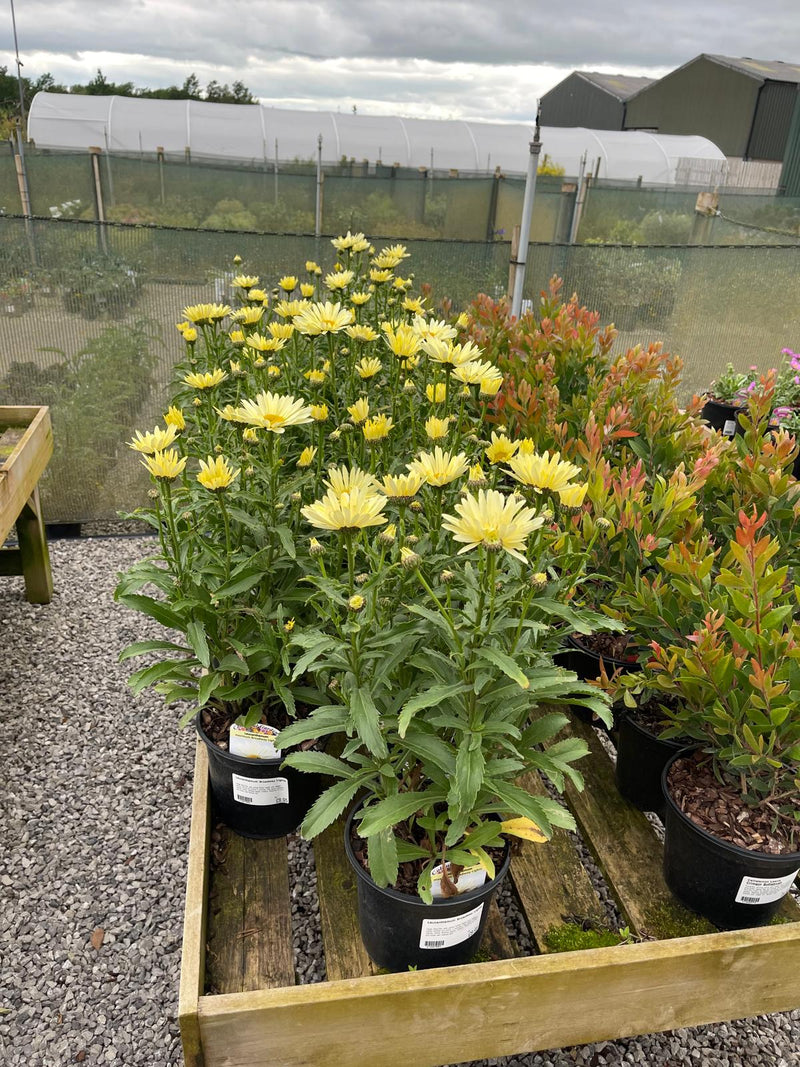 Leucanthemum Broadway Lights 3 Litre Pot