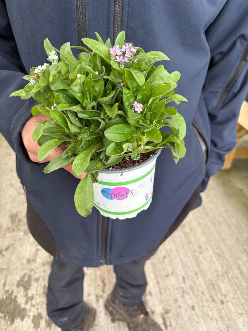 Myosotis Trixi 12cm Pot