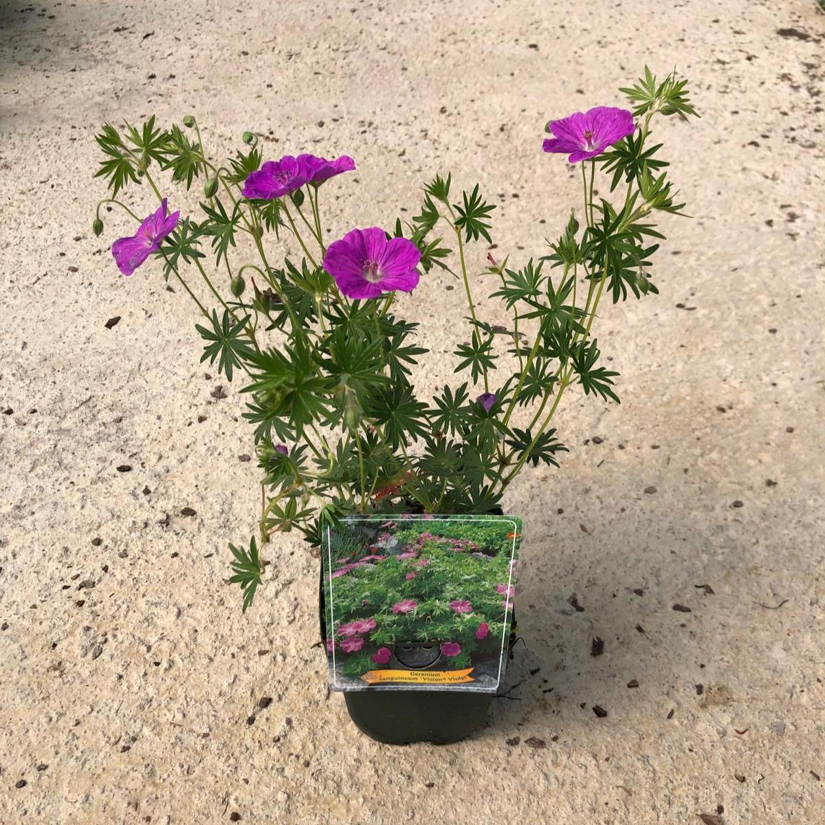 Geranium sanguineum Vision Violet 3 Litre Pot — Grasslands Nursery
