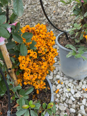 Pyracantha Golden Glow 4.5 Litre Pot 80/100cm
