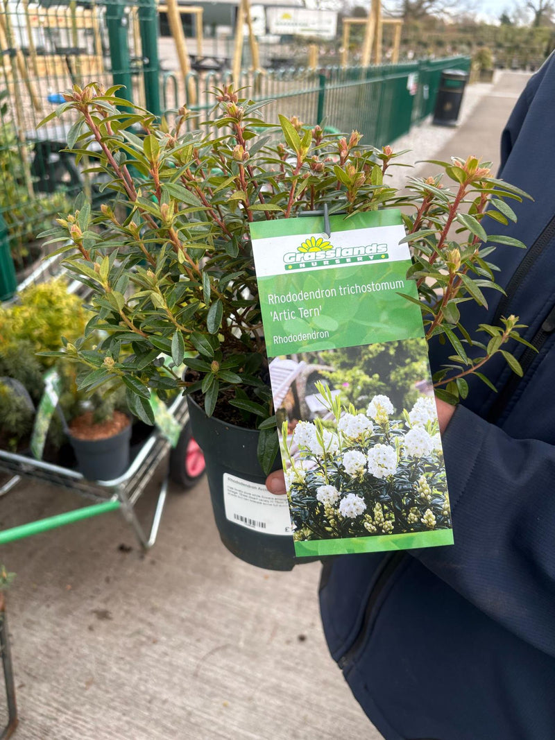 rhododendron in pots Rhododendron Artic Tern 2.5 Litre Pot — Grasslands Nursery