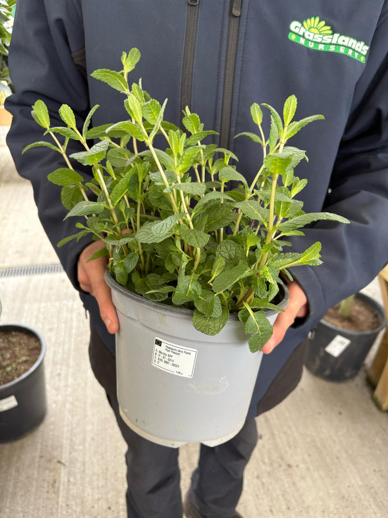 Mentha 4 Litre Pot