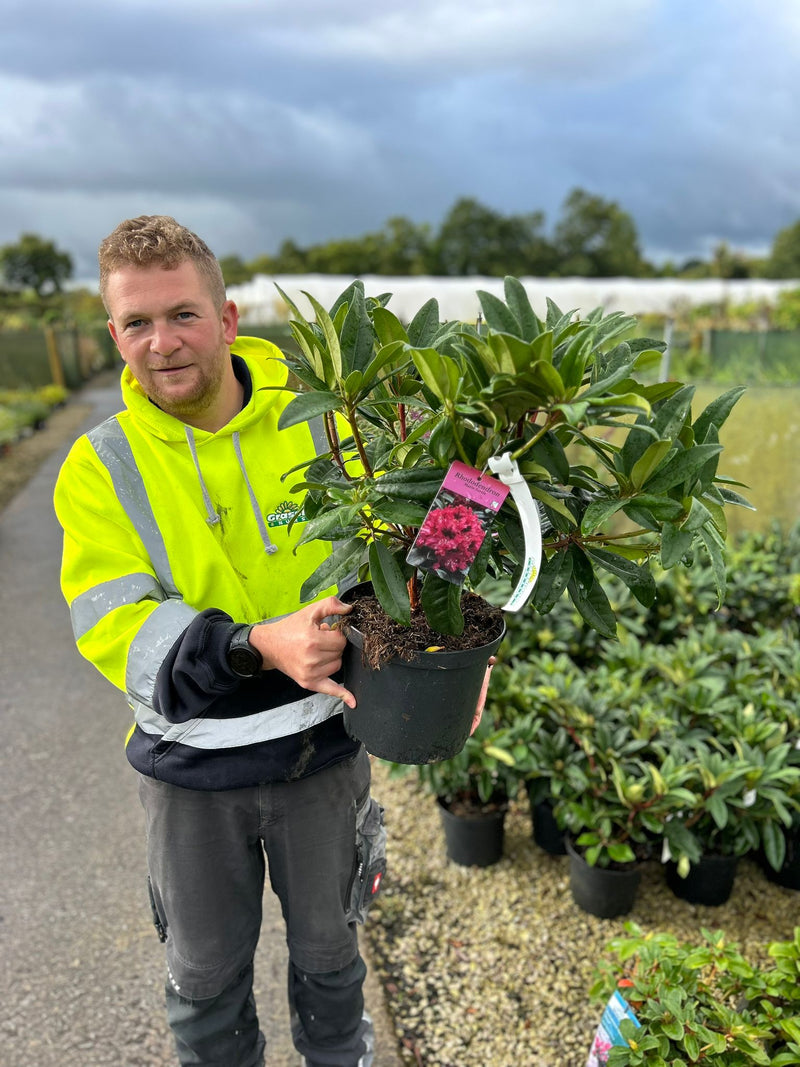 Rhododendron hybrid Marie Forte 5 Litre Pot
