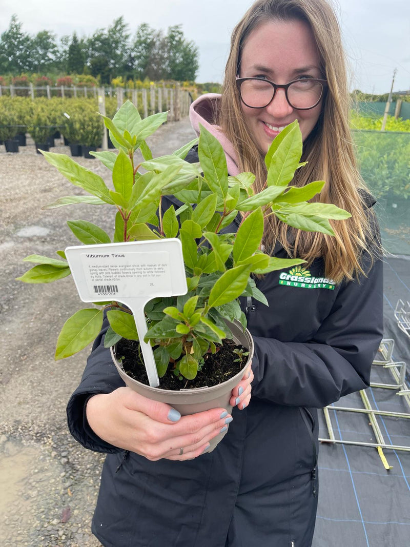 Viburnum Tinus 2 Litre Pot