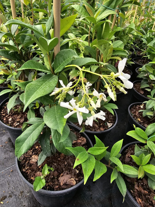 Trachelospermum Jasminoides 2 Litre Pot