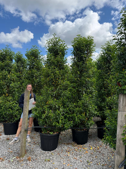 Portuguese Laurel Myrtifolia 240-250cm 70 Litre Pot