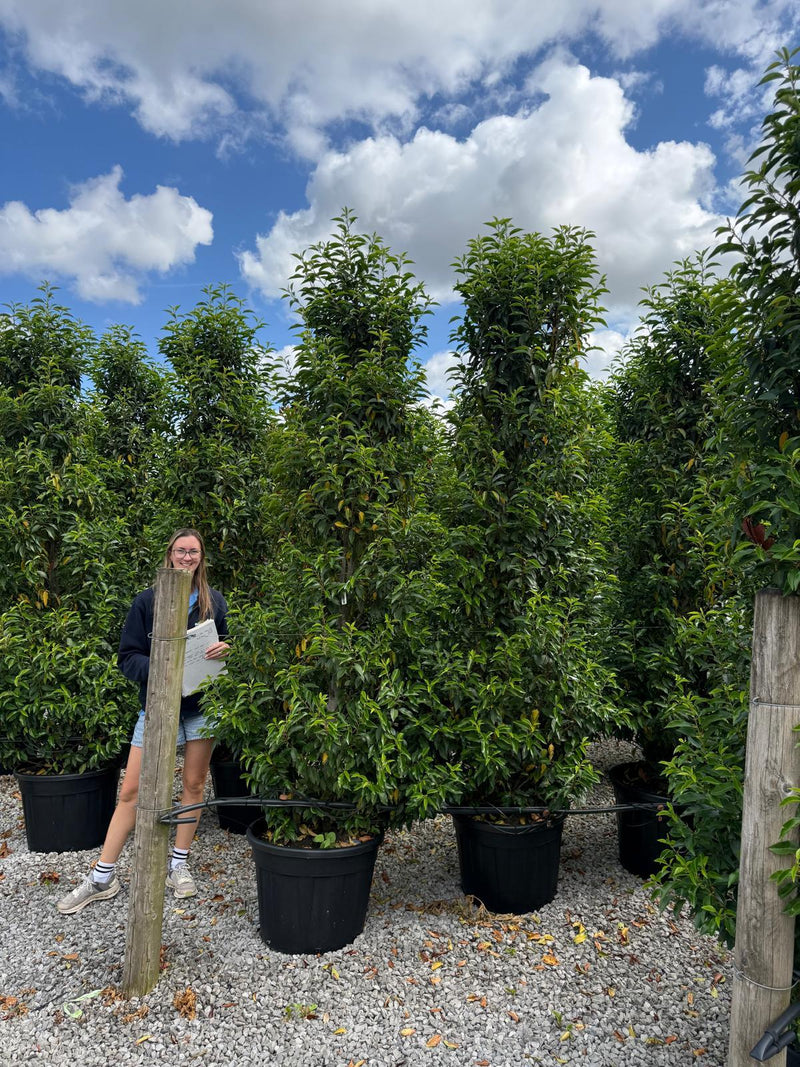 Portuguese Laurel Myrtifolia 240-250cm 70 Litre Pot