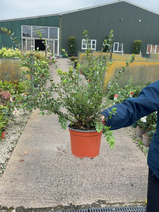 Lonicera Nitida Elegant 2 Litre Pot
