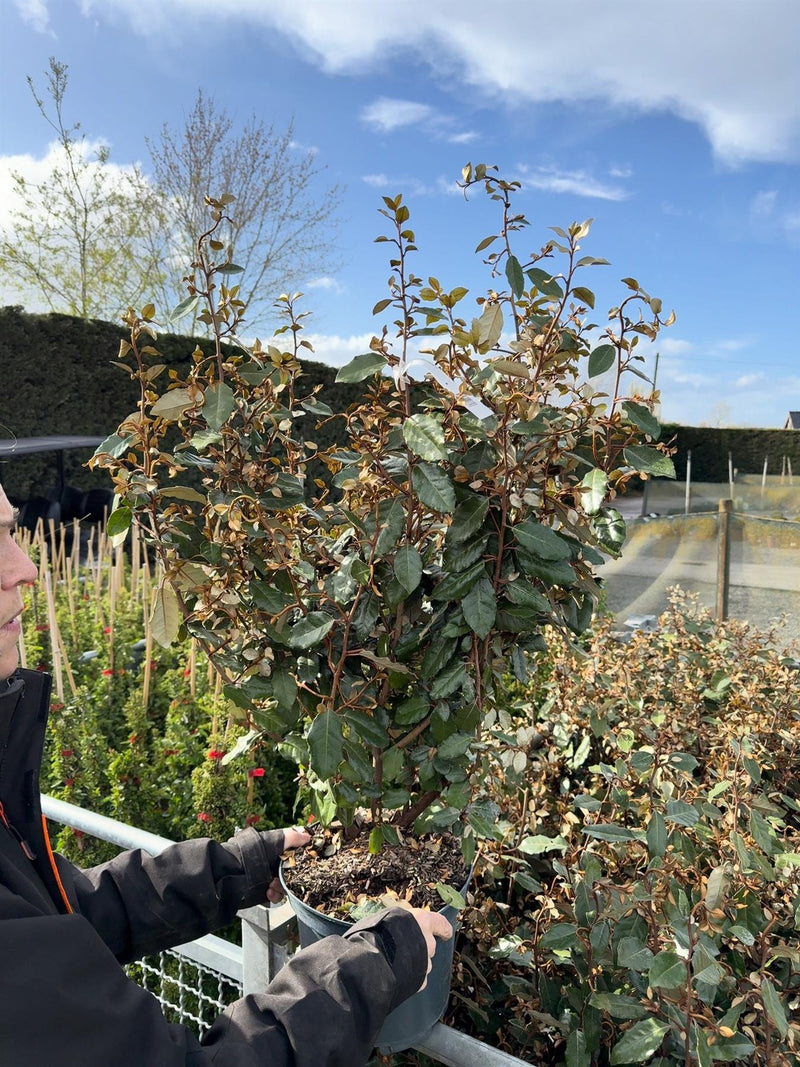 Elaeagnus x Ebbingei Compacta 7 Litre Pot 70-80cm High Very Bushy