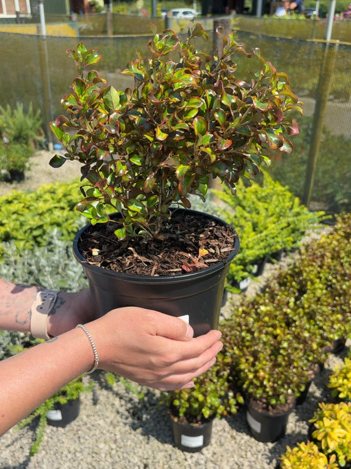 Coprosma Tequilea Sunrise 3 Litre Pot