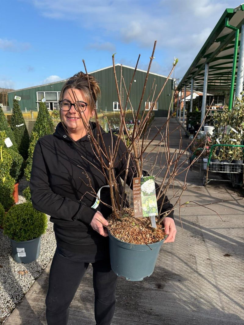 Hydrangea Paniculata Phantom 10 Litre Pot