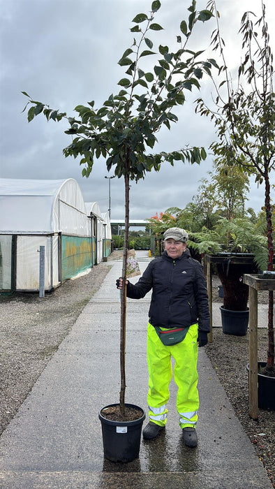 Prunus Accolade 20 Litre Pot 180cm Stem