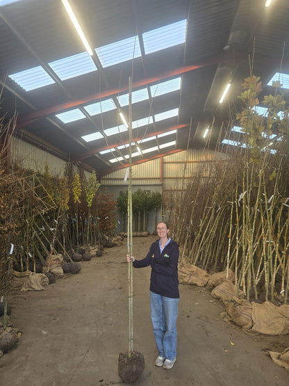 Acer Campestre Std 6/8cm Girth Root Ball Delivery From November Onwards