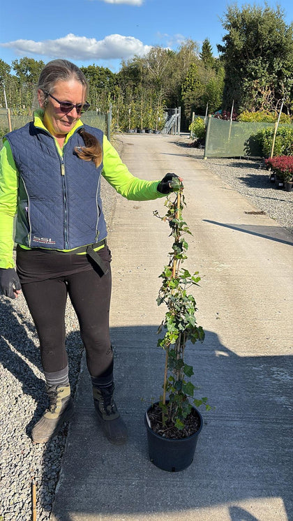 Hedera Hibernica 7 Litre Pot