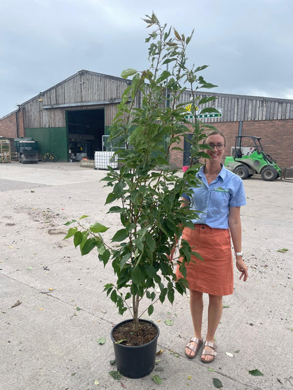 Prunus serr. Kanzan 20 Litre Pot 180/200cm