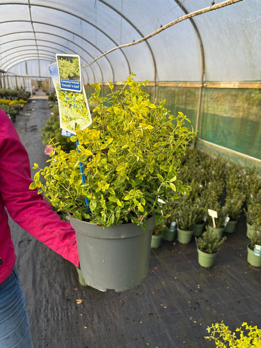 Euonymus Emerald and Gold 5 Litre Pot