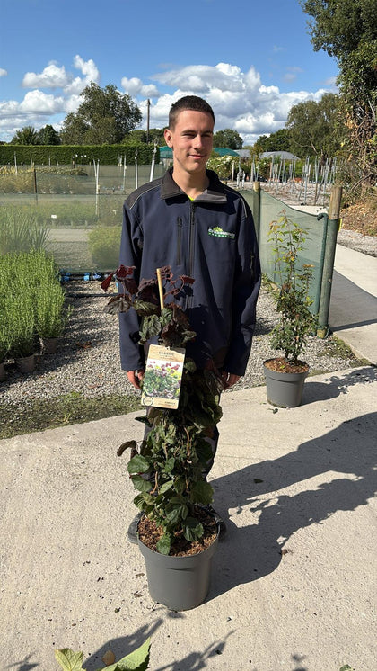 Corylus Red Majestic 12 Litre Pot 80/100cm Tall