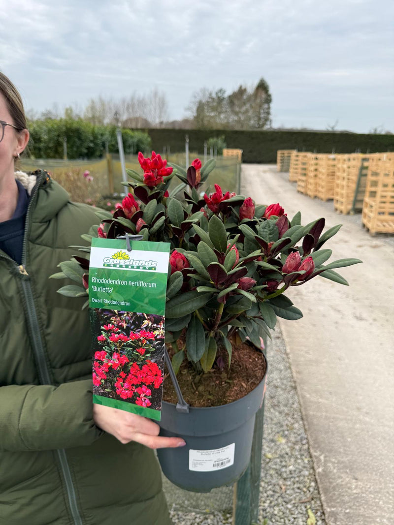 Rhododendron neriiflorum Burletta  6 Litre Pot