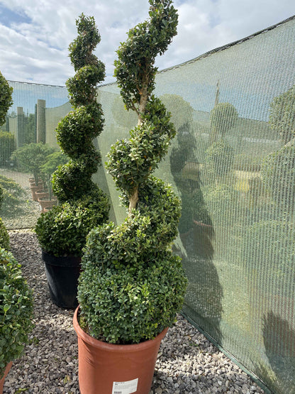 Buxus Spiral 110/120cm