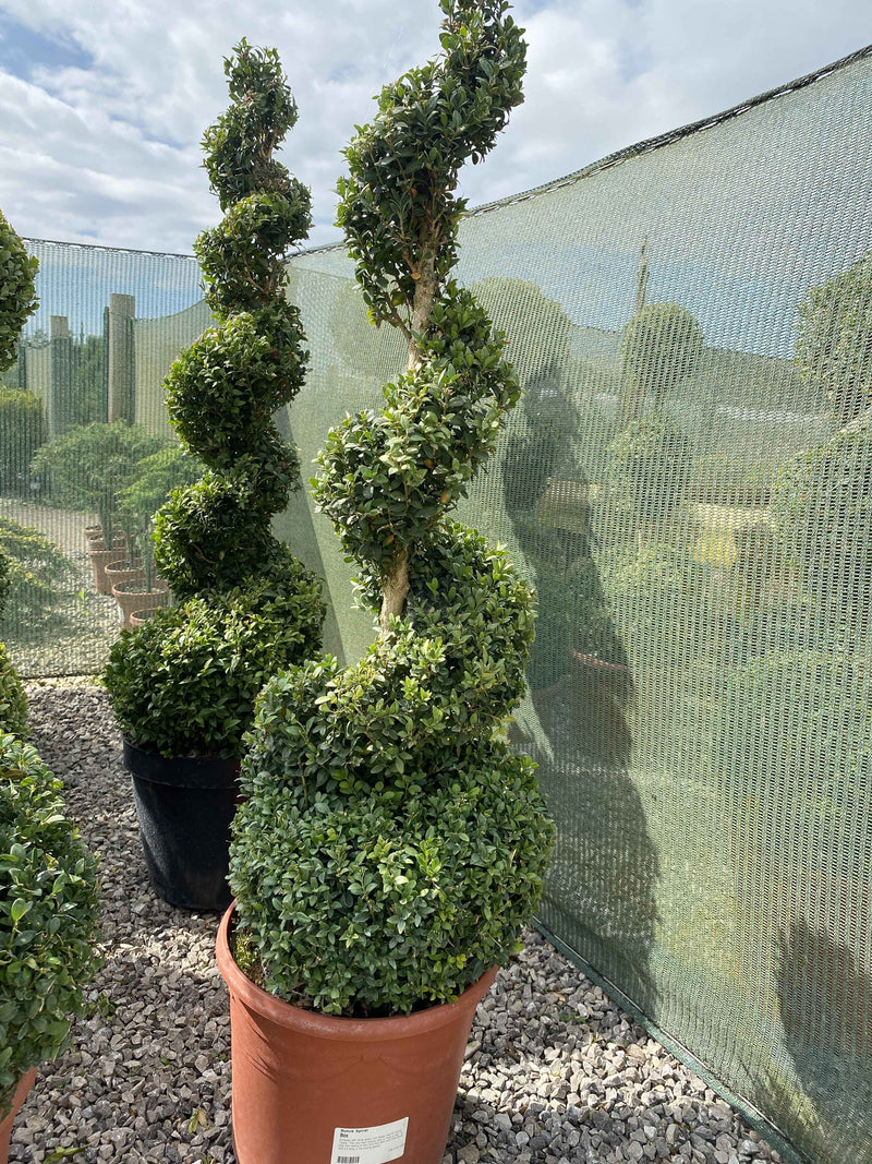 Buxus Spiral 110/120cm
