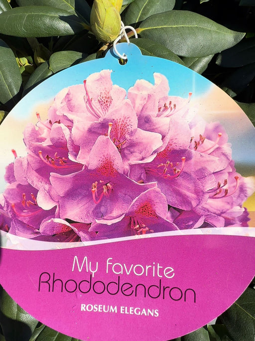 Rhododendron Hybrid Roseum Elegans 25 Litre Pot 90cm Wide