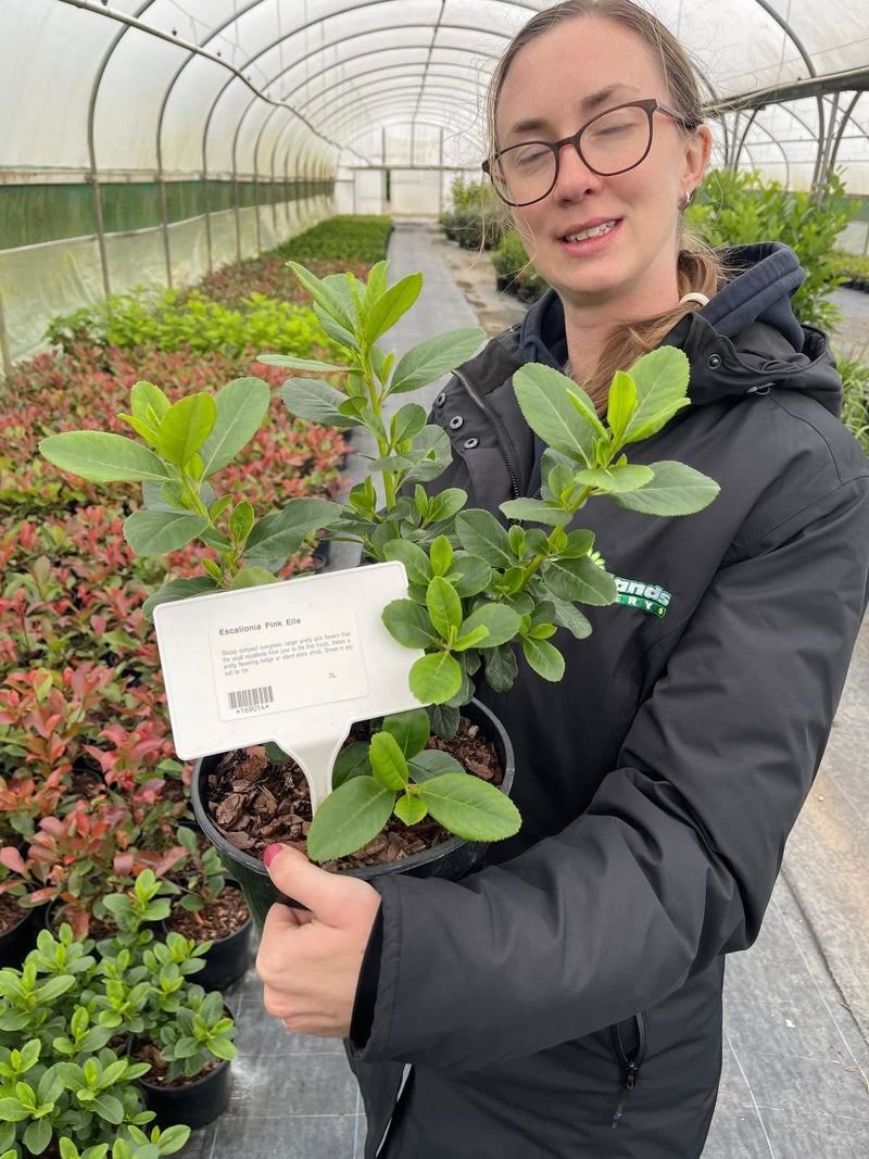 Escallonia Pink Elle 3 Litre Pot