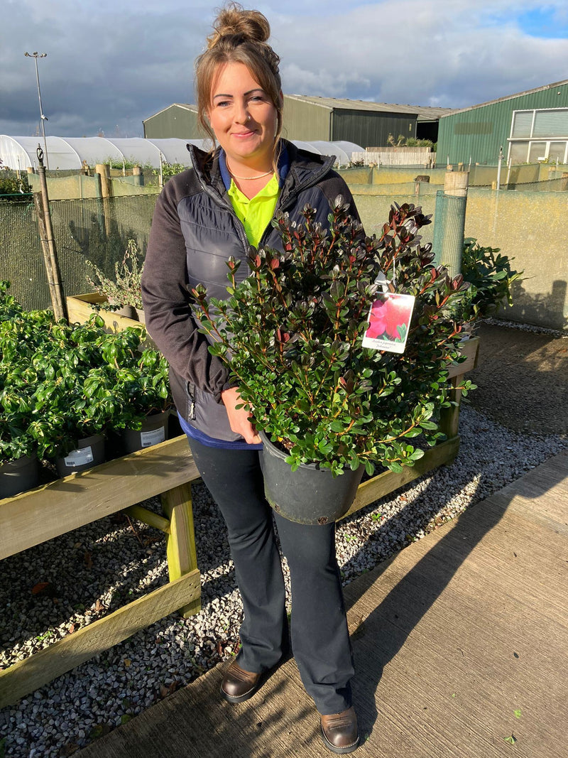 Azalea Japonica Johanna 7.5 Litre Pot
