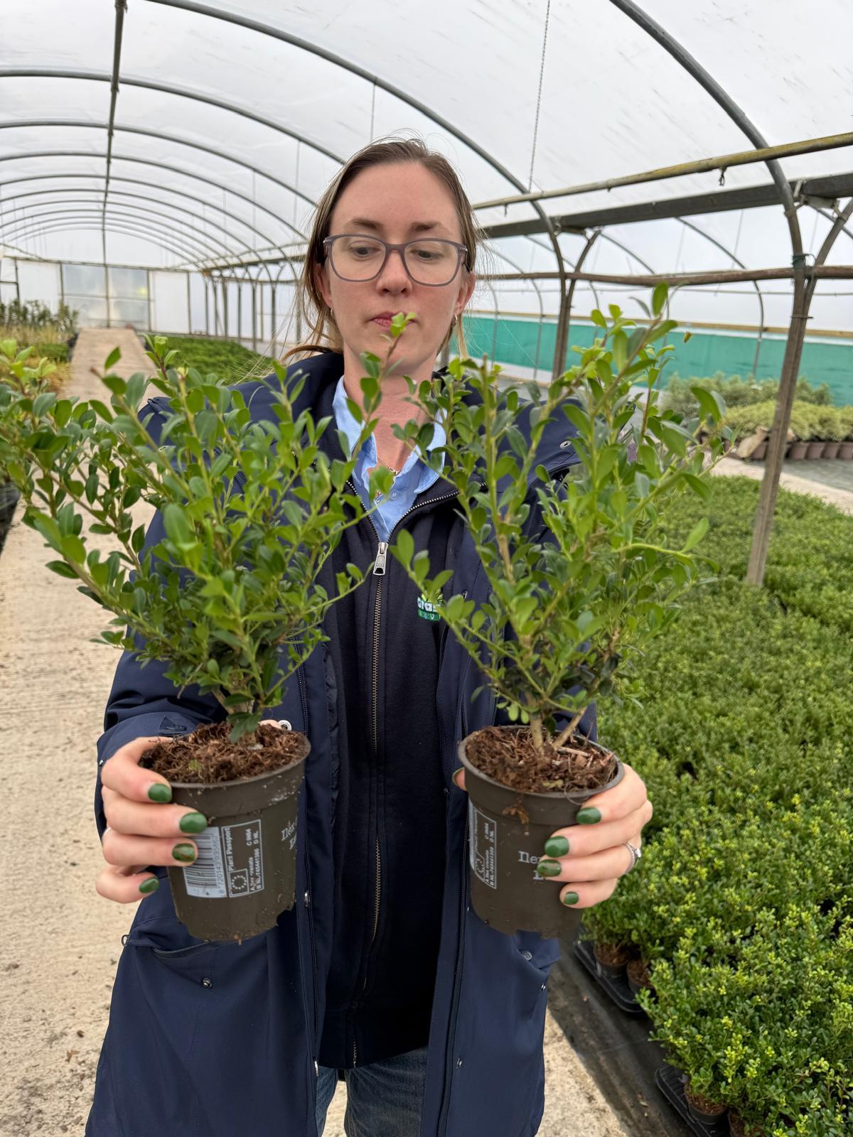 Ilex Crenata Hedging Pot 9cm 15/20cm