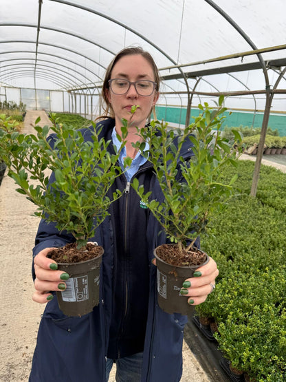 Ilex Crenata Hedging Pot 9cm 15/20cm
