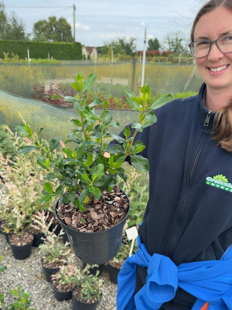 Escallonia Iveyi 3 Litre Pot