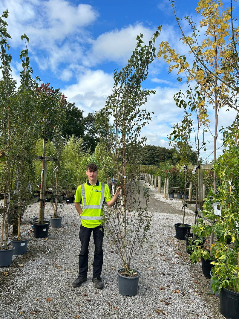 Betula Pendula Fastigiata Joes 30 Litre Pot