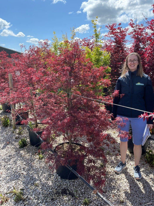 Acer palmatum Garnet 40 Litre Pot Specimen Sized