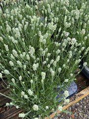 Lavender int. Edelweiss 12cm Pot