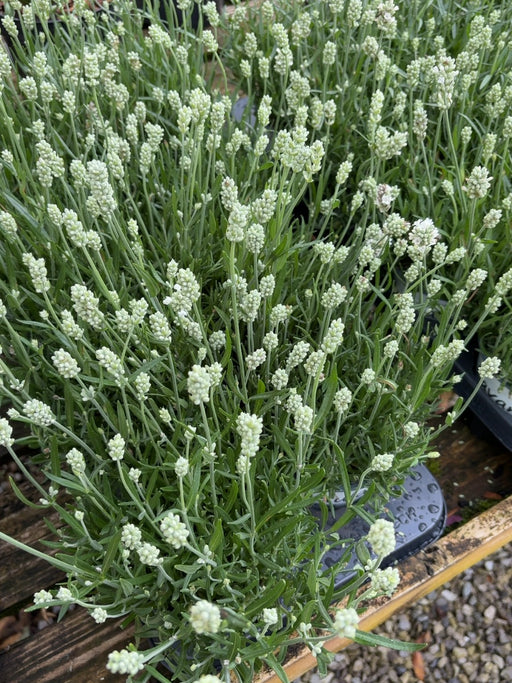 Lavender int. Edelweiss 12cm Pot