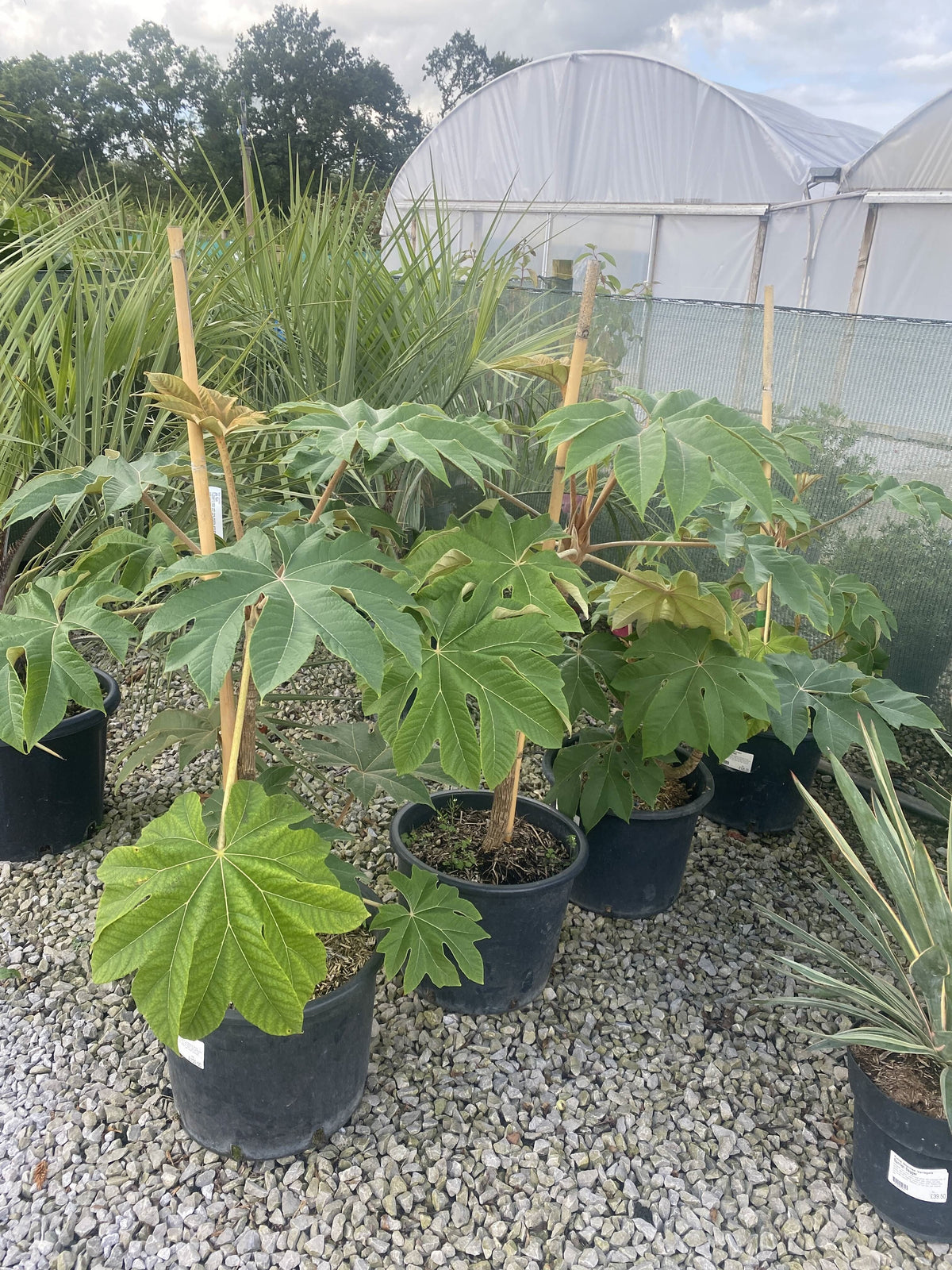 Tetrapanax Papyrifer- Rice Paper Plant