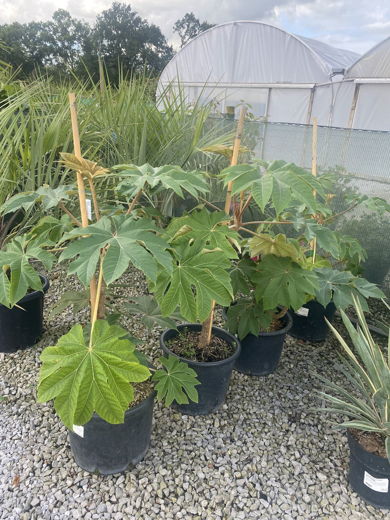 Tetrapanax Papyrifer- Rice Paper Plant
