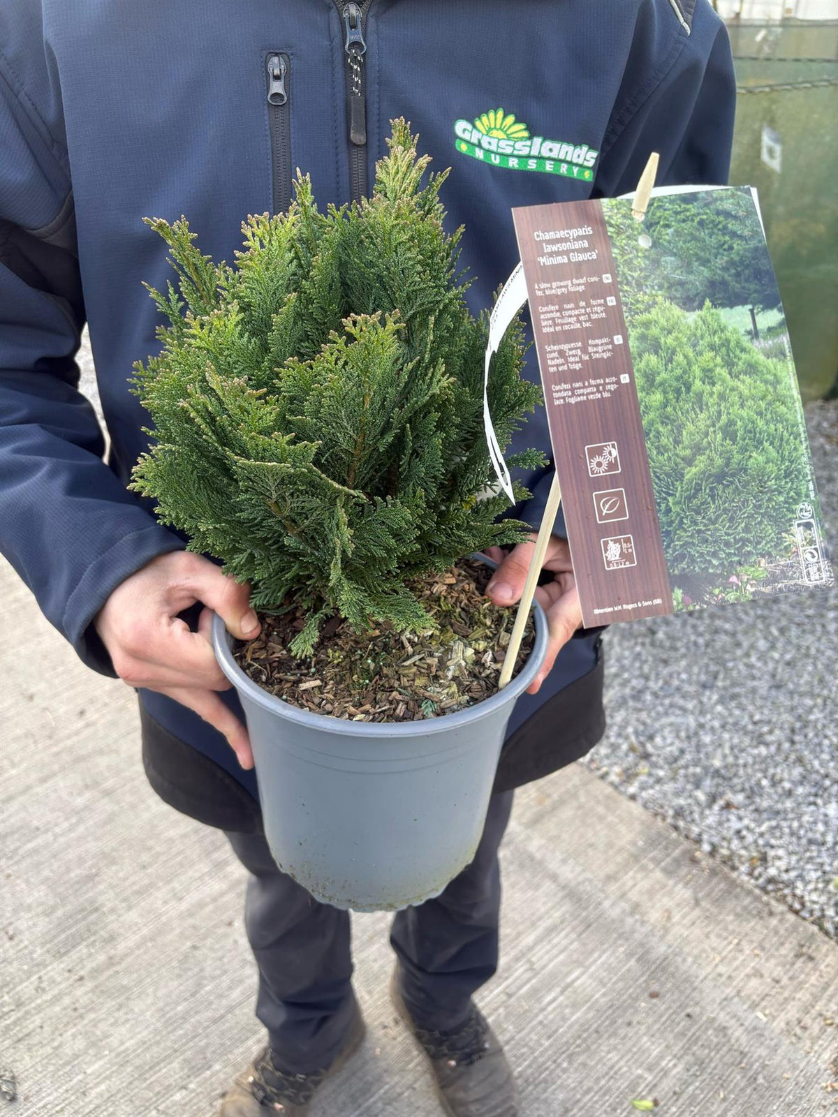 Chamaecyparis law. minima Glauca 4.5 Litre Pot