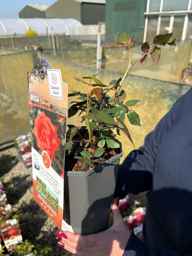 Rose Ramona 3 Litre Pot