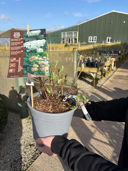 Hydrangea quercifolia Snow Queen 4.5 Litre Pot