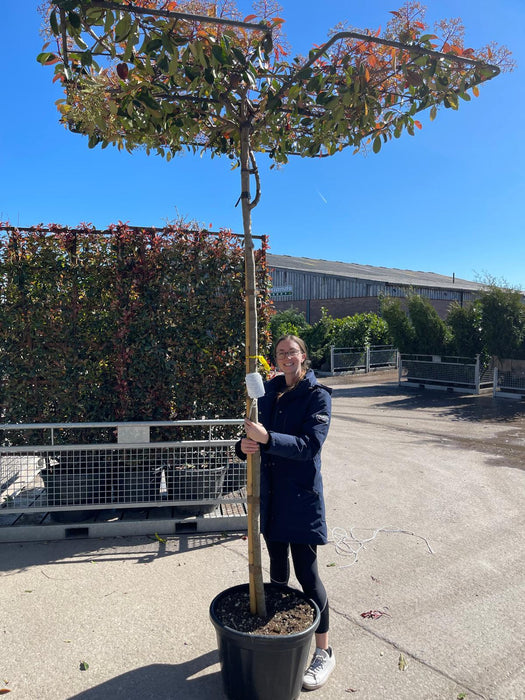 Photinia Red Robin Roof Top 240cm Stem 35 Litre Pot
